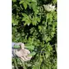 nożyczki florystyczne średnica cięcia 10mm, Bahco [P123-GREEN-B6] rękojeści zielone